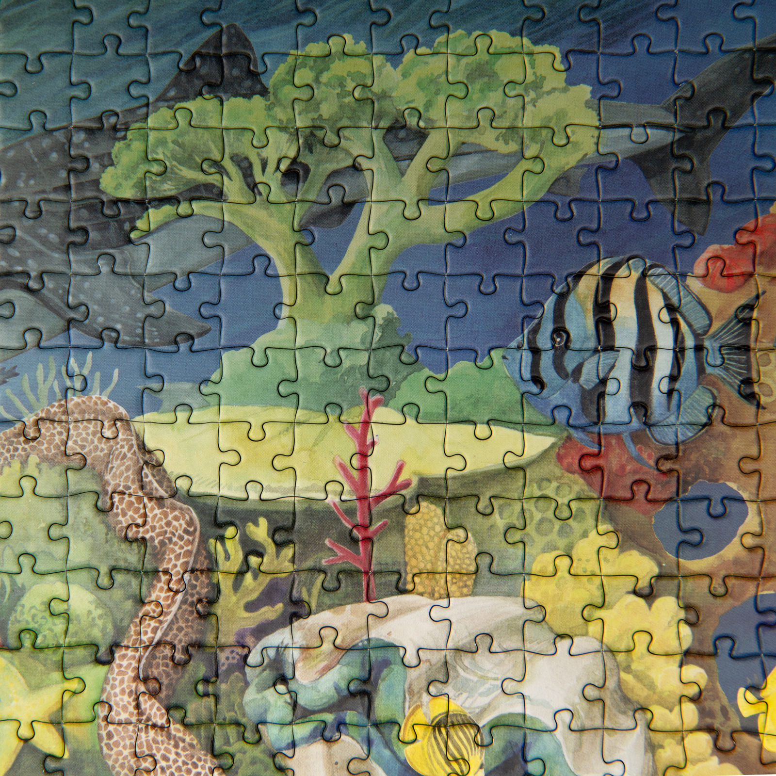 Autour du monde Coral reef puzzle (1000 pcs) - Image 2